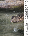 泳ぐカルガモ 120630740