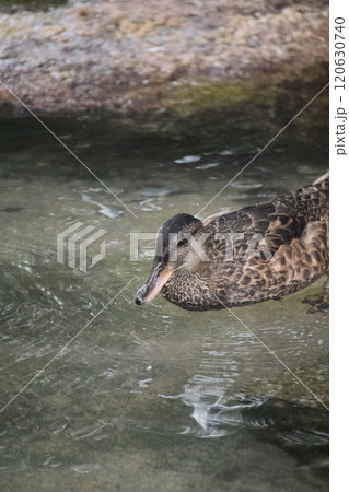 泳ぐカルガモ 泳ぐカルガモ 120630740