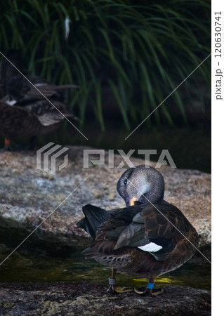 毛繕いするカルガモ 120630741