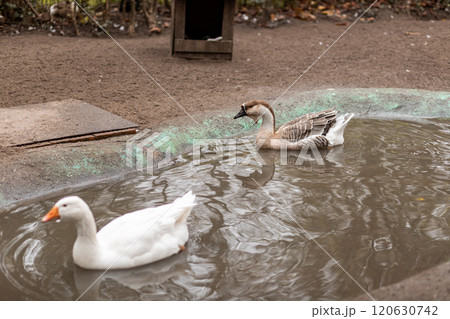 Geese swim in a small pond. Growing geese 120630742