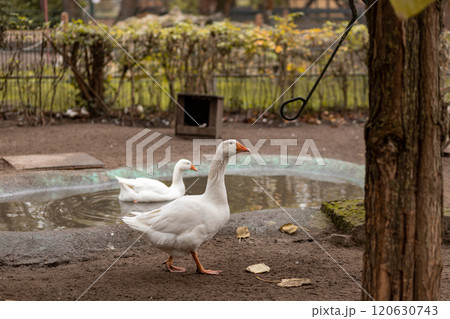 Geese swim in a small pond. Growing geese 120630743