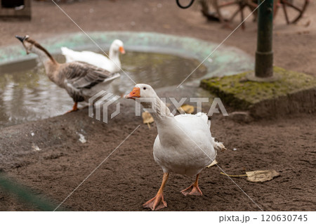 Geese swim in a small pond. Growing geese Geese swim in a small pond. Growing geese 120630745