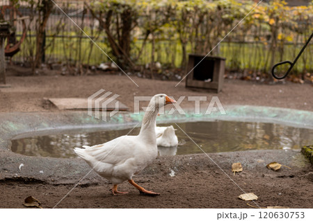 Geese swim in a small pond. Growing geese Geese swim in a small pond. Growing geese 120630753