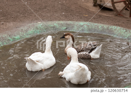 Geese swim in a small pond. Growing geese 120630754