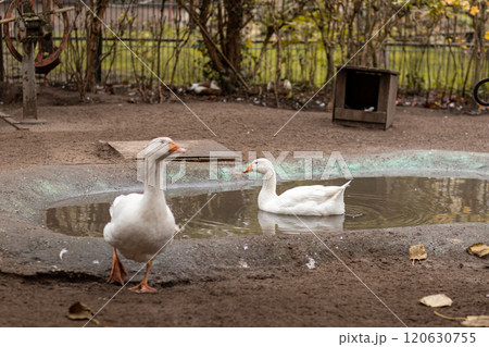 Geese swim in a small pond. Growing geese 120630755
