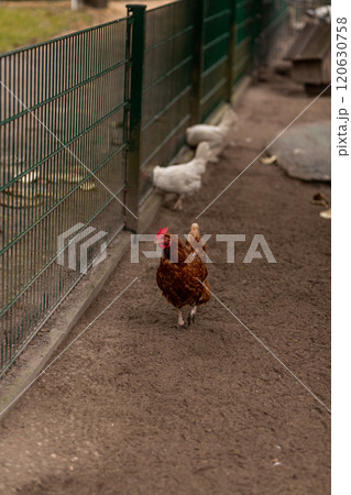 A chicken walks around the yard. Raising chickens at home 120630758