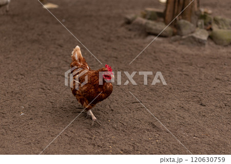 A chicken walks around the yard. Raising chickens at home 120630759