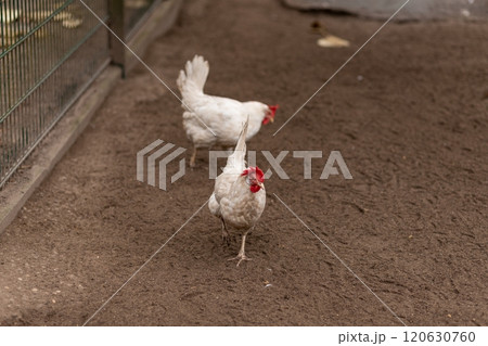 A chicken walks around the yard. Raising chickens at home A chicken walks around the yard. Raising chickens at home 120630760
