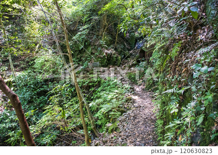 高尾山　蛇滝コース（じゃたきコース）　蛇瀧水行道場からの登山道 120630823