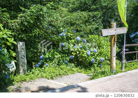 高尾山 蛇滝コース(じゃたきコース) 登山道 1号路からの下山道 高尾山 蛇滝コース(じゃたきコース) 登山道 1号路からの下山道 120630832