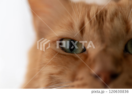 眠そうな表情の可愛い猫　茶トラ猫 120630836