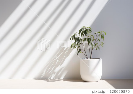 白壁と観葉植物と影08 白壁と観葉植物と影08 120630870