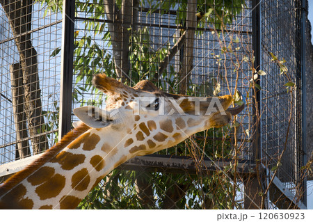 餌を食べるキリン 120630923
