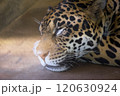 眠るジャガー 120630924