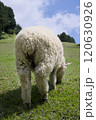 草を食べる羊のおしり 120630926