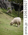 草を食べる羊 120630927