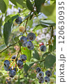 たわわに実ったブルーベリーの実 120630935