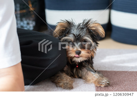 見つめる可愛い愛犬 120630947