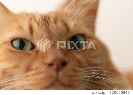 見つめる猫 茶トラ猫 見つめる猫 茶トラ猫 120630949