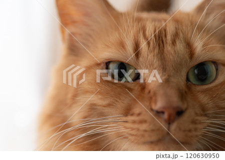 見つめる猫　茶トラ猫 120630950