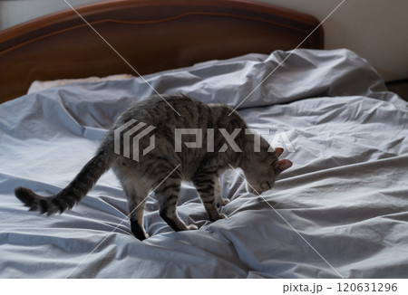 ベッドの上の猫 サバトラ猫 ベッドの上の猫 サバトラ猫 120631296