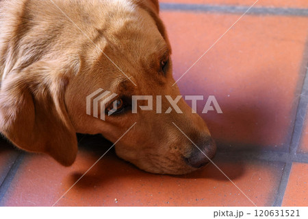 A Thoughtful Labrador Dog Relaxing Comfortably on a Warm Terracotta Floor Surface 120631521