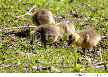 Charming and adorable goslings joyfully foraging on the lush, green grassland area Charming and adorable goslings joyfully foraging on the lush, green grassland area 120631523