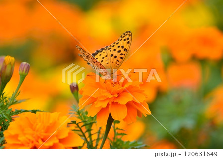 満開のマリーゴールドと蝶 120631649