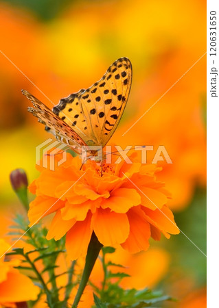 満開のマリーゴールドと蝶 120631650
