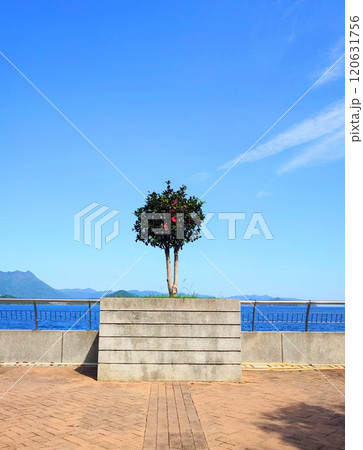 Single tree with red flowers near to the sea, tree at the center Single tree with red flowers near to the sea, tree at the center 120631756