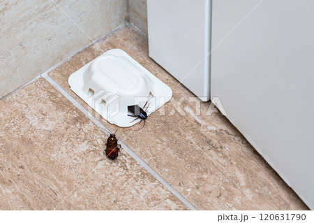 An effective cockroach trap in action, ensuring a pest-free and hygienic living space through proactive pest control measures. An effective cockroach trap in action, ensuring a pest-free and hygienic living space through proactive pest control measures. 120631790