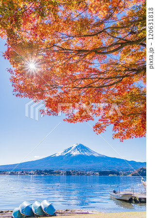 【山梨県】河口湖畔のモミジ紅葉と富士山 【山梨県】河口湖畔のモミジ紅葉と富士山 120631818