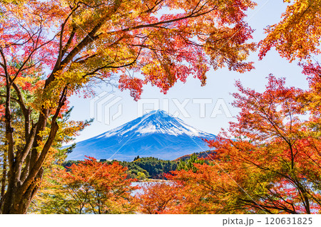 【山梨県】河口湖畔のモミジ紅葉と富士山 120631825