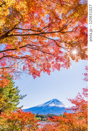 【山梨県】河口湖畔のモミジ紅葉と富士山 120631827