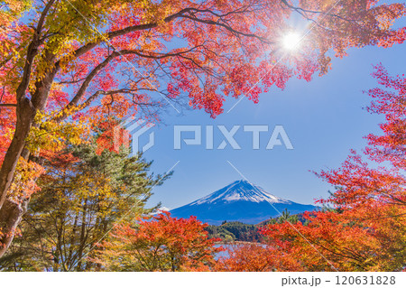 【山梨県】河口湖畔のモミジ紅葉と富士山 120631828