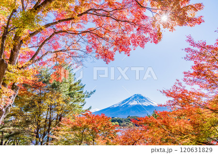 【山梨県】河口湖畔のモミジ紅葉と富士山 120631829