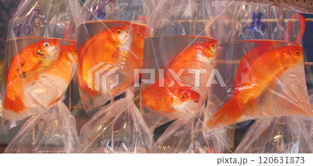 香港・通菜街(金魚街)で、ビニール袋に酸素とともに入れられて売られる金魚や熱帯魚 香港・通菜街(金魚街)で、ビニール袋に酸素とともに入れられて売られる金魚や熱帯魚 120631873