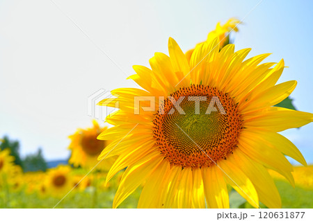 北海道　北の大地に広がる　ひまわり畑 120631877