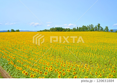 北海道 北の大地に広がる ひまわり畑 北海道 北の大地に広がる ひまわり畑 120631884