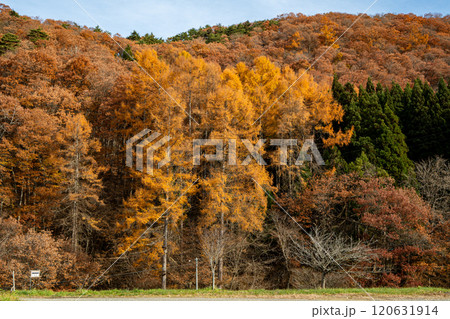 紅葉の山並みと冠雪した北アルプス 120631914
