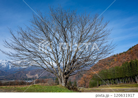 紅葉の山並みと冠雪した北アルプス 120631917