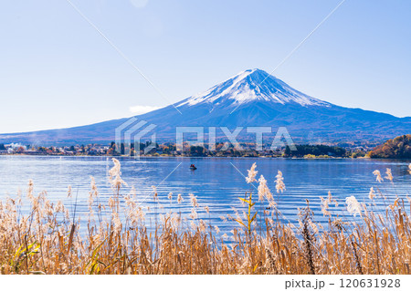 【山梨県】秋の河口湖畔 ススキと富士山 【山梨県】秋の河口湖畔 ススキと富士山 120631928