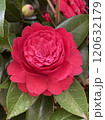 赤い椿 120632179
