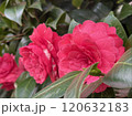 斜め横アングルの赤い椿 120632183