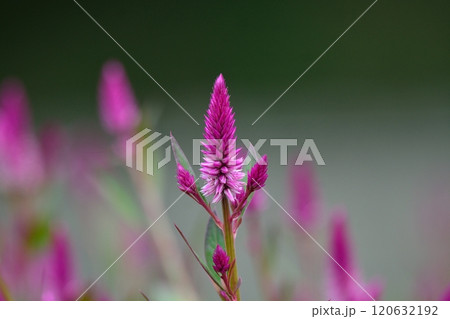 ケイトウ　野鶏頭　セロシア 120632192