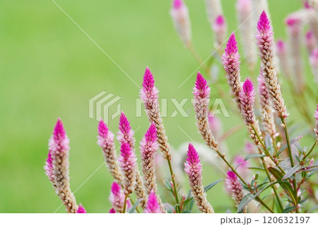 ケイトウ　野鶏頭　セロシア 120632197