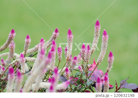 ケイトウ　野鶏頭　セロシア 120632198