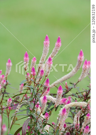 ケイトウ　野鶏頭　セロシア 120632199