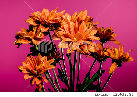 Chrysanthemum multiflora Conaco Orange on a pink background Chrysanthemum multiflora Conaco Orange on a pink background 120632383