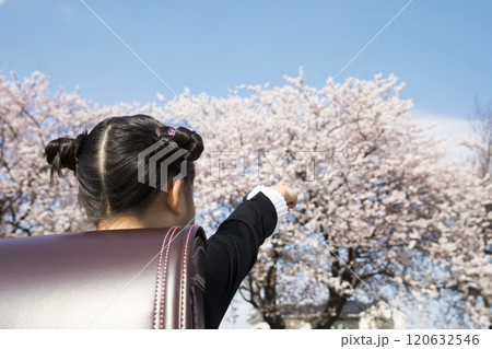 桜を指差すランドセルを背負った新一年生 120632546